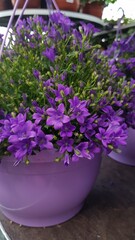 Purple campanula flowers blooming in lavender pot at garden center