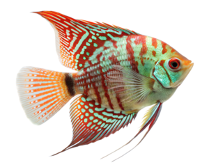 Colorful Angelfish with Red and Green Stripes on a Transparent Background
