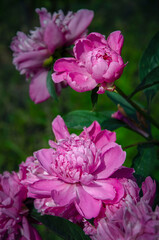 Obraz premium Double peony illuminated by the sun, blooming in the garden.