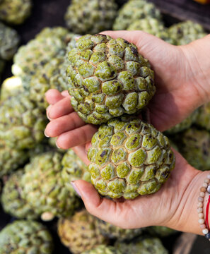 Hands holding anon fruit - Annona squamosa.