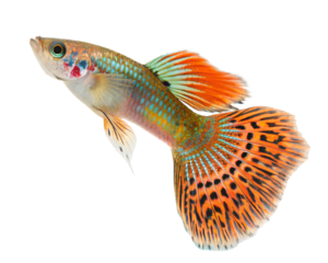 Guppy Fish with Vibrant Orange Tail, Isolated on Transparent Background