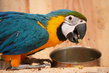 Blue yellow parrot Ara in close-up eats shredded vegetables from an iron bowl.