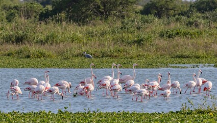 Naklejka premium Graceful flamingos wading in a serene lagoon with vibrant green vegetation and a distant heron under a warm sun