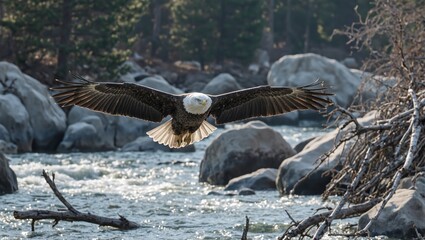 Fototapeta premium Majestic bald eagle gliding over a scenic river valley with crystal clear waters cascading over rocks below while the sun gleams on its outstretched wings
