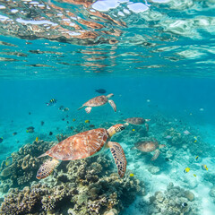 Sea turtles swim gracefully over coral reefs in clear, turquoise waters