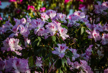 Fototapeta premium Delicate azaleas blooming in the city botanical garden.
