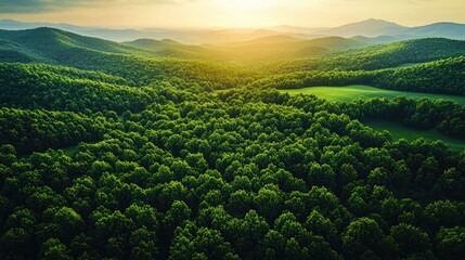 Fototapeta premium Lush Green Forest Landscape at Sunset with Rolling Hills and Soft Light in the Background