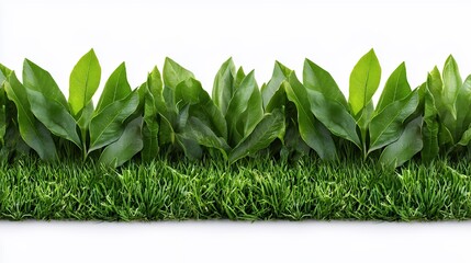 Fototapeta premium Lush Green Foliage and Grass Border Isolated on White Background, Perfect for Design Elements and Textures