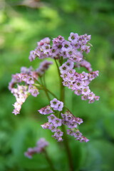 Obraz premium Graceful Purple Wildflowers thick-leaved badanum in Natural Cascade Formation 