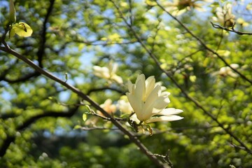 Ethereal Yellow Magnolia Blossom in Soft Natural Light