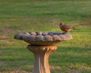 robin in a bird bath