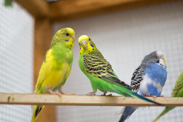 Charming Trio of Budgerigars in Vibrant Natural Colors