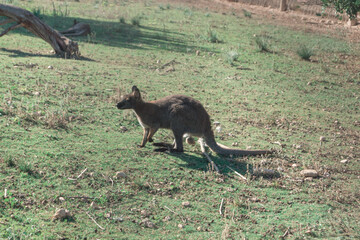 Alert Wallaby Standing Watchfully in Natural Grassy Field Setting