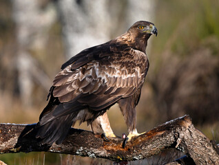 un  aguila real en libertad en españa