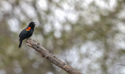 Red-winged blackbird cawing as it perches on a tree branch.