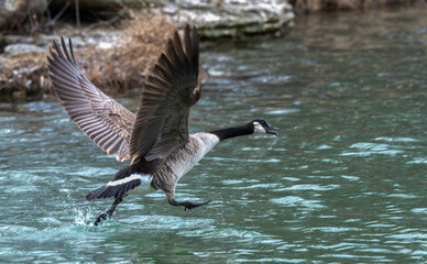 Canada goose takes off in flight over a lake.