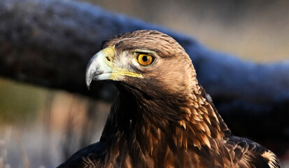 un aguila real en libertad en españa