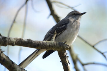 Northern Mockingbird sitting on the branch of a tree