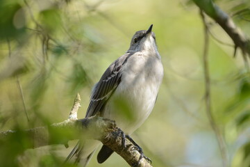 Northern Mockingbird sitting on the branch of a tree