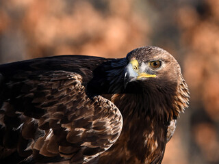 un precioso aguila real en libertad