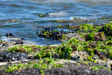 Mussels attached to rocks among green seaweed or algae at the water's edge in intertidal zones. Vegetation and the rippling water surface at Flemings Pool, Altona, Melbourne, Australia.