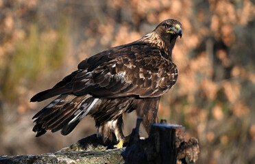 un aguila real en libertad en españa