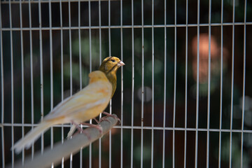 Pair of canaries in a wire cage.
Two canaries are inside a birdcage.