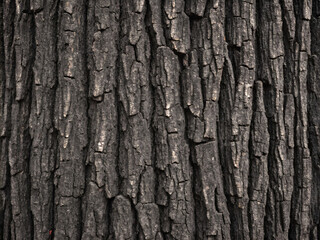 tree bark texture
