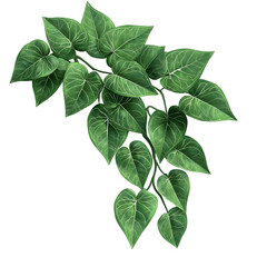 Design leaf corner nature graphic isolated on transparent background