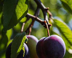 Fresh Ripe Plums Hanging on a Sunlit Branch