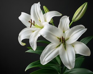 White lilies, dark background, sympathy