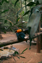 tucan 
