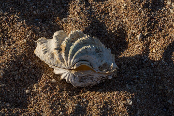 The maxima clam (Tridacna maxima), also known as the small giant clam. The fauna of the Red Sea. Sand, pebbles, corals. Background with a marine theme.