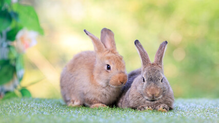 Healthy lovely baby bunny easter brown rabbit on green garden nature background. Cute fluffy rabbits, animal symbol of easter day festival.