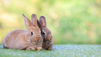 Healthy lovely baby bunny easter brown rabbit on green garden nature background. Cute fluffy rabbits, animal symbol of easter day festival.