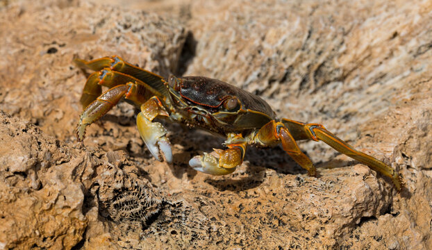 Grapsus albolineatus is a species of decapod crustacean in the family Grapsidae. Crab, on a reef rock. Fauna of the Sinai Peninsula.