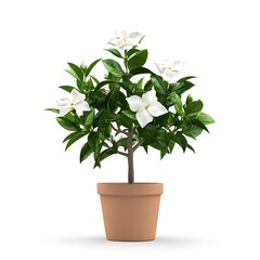 Obraz premium Potted Gardenia Plant with White Blossoms and Green Leaves