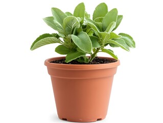 Potted Sage Plant with Speckled Green Leaves in Terracotta Pot