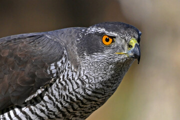 uin bonito azor en libertad en el campo