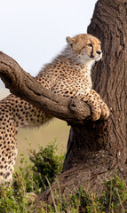 Obraz premium Cheetah, Cat in a Tree