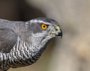 un precioso azor en libertad en el campo