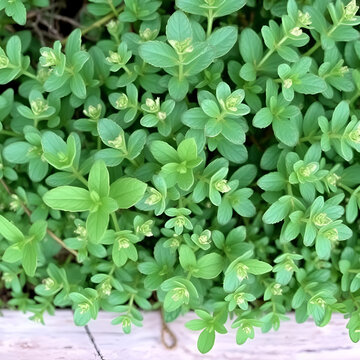 Marjoram is cultivated for its aromatic leaves, either green or dry. Marjoram, Origanum majorana, cold sensitive perennial herb or undershrub with sweet pine and citrus flavors.