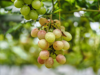 Grapes in the farm garden