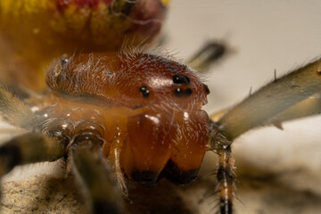 Close up portrait of orange spider, Alpaida veniliae