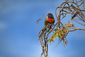 An Australian Rainbow Lorikeet perched  on a tree branch with a beautiful blue sky background