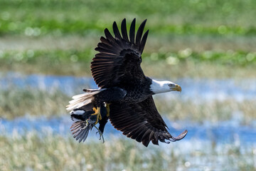 American bald eagle in flight