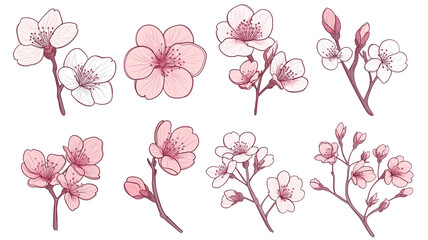 Fototapeta premium 春の桜ラインアート｜手描き風の桜の花と枝のデザイン素材
