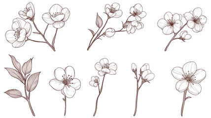 和風桜の線画イラスト｜エレガントな桜アイコン集