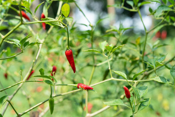 Chilli peppers or red and green chilies in farm