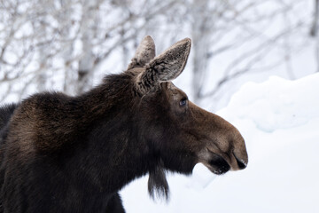 Fototapeta premium Moose (Alces alces andersoni); Grand Teton NP; Wyoming 